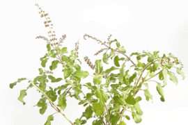 What are adaptogens