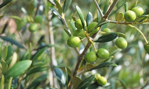 olive leaf extract health benefits